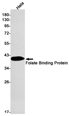 Rabbit Monoclonal Antibody to Folate Binding Protein