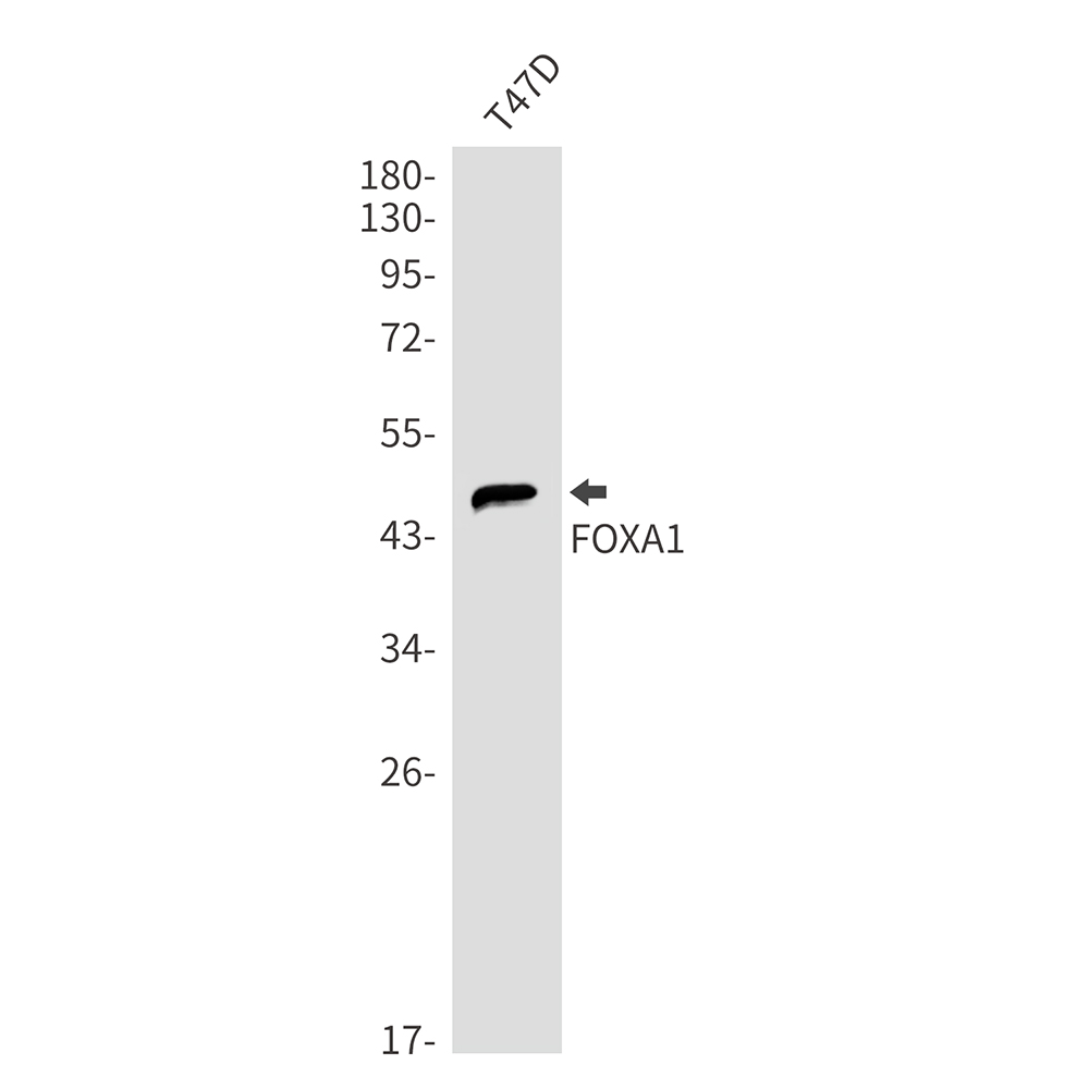 Rabbit Monoclonal Antibody to FOXA1