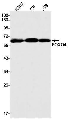 Rabbit Monoclonal Antibody to FOXO4