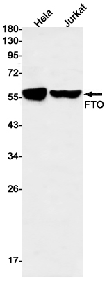 Rabbit Monoclonal Antibody to FTO