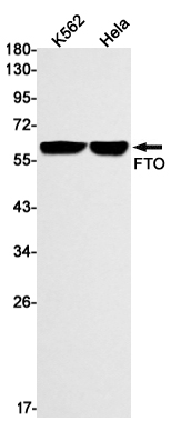Rabbit Monoclonal Antibody to FTO