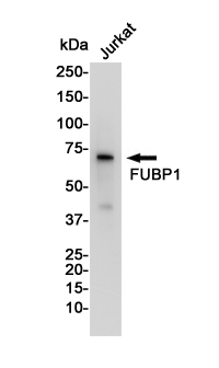 Rabbit Monoclonal Antibody to FUBP1