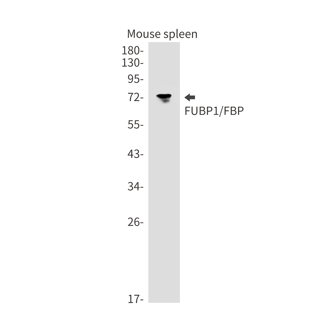 Rabbit Monoclonal Antibody to FUBP1