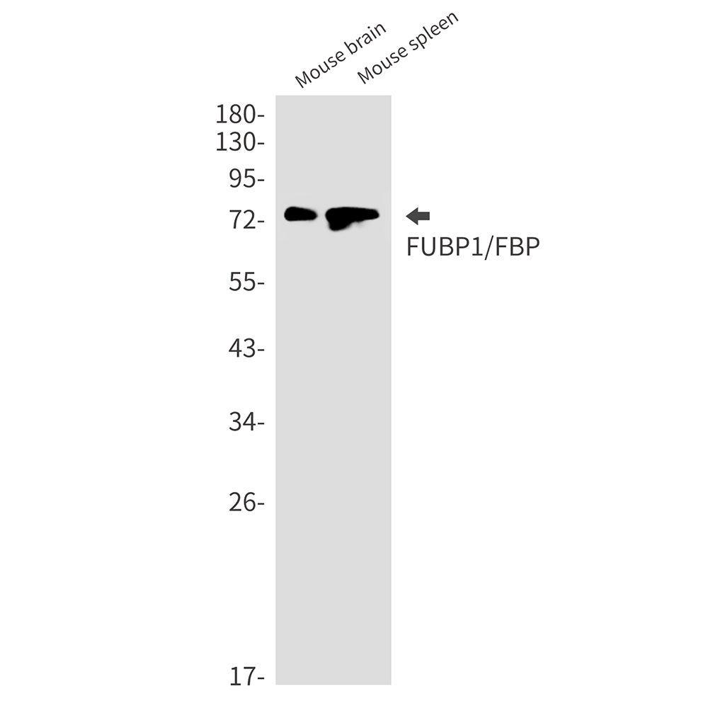 Rabbit Monoclonal Antibody to FUBP1