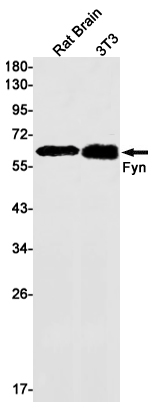 Rabbit Monoclonal Antibody to FYN