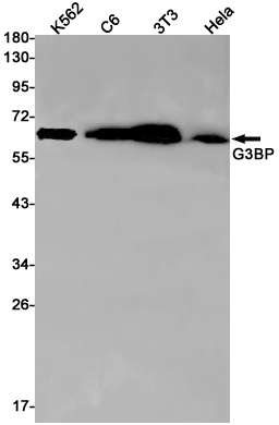 Rabbit Monoclonal Antibody to G3BP