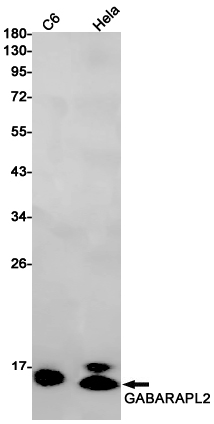 Rabbit Monoclonal Antibody to GABARAPL2