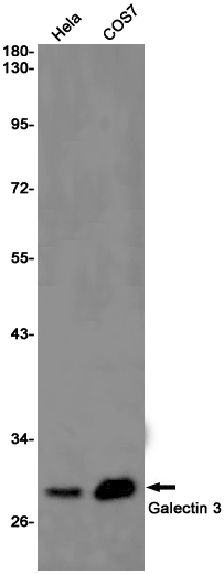 Rabbit Monoclonal Antibody to Galectin 3
