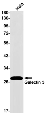 Rabbit Monoclonal Antibody to Galectin 3