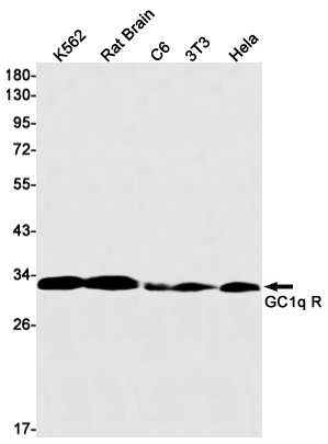 Rabbit Monoclonal Antibody to GC1q R