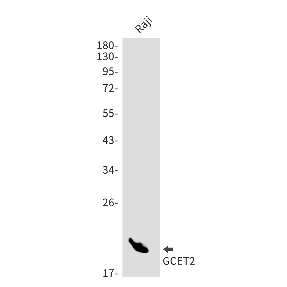 Rabbit Monoclonal Antibody to GCET2