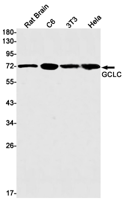 Rabbit Monoclonal Antibody to GCLC
