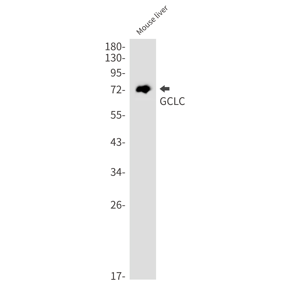 Rabbit Monoclonal Antibody to GCLC