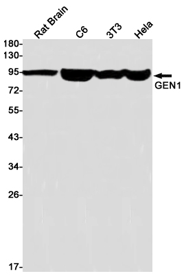 Rabbit Monoclonal Antibody to GEN1