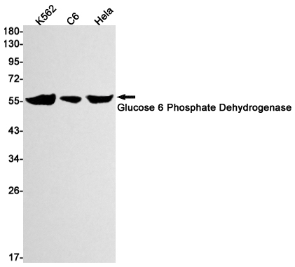Rabbit Monoclonal Antibody to Glucose 6 Phosphate Dehydrogenase
