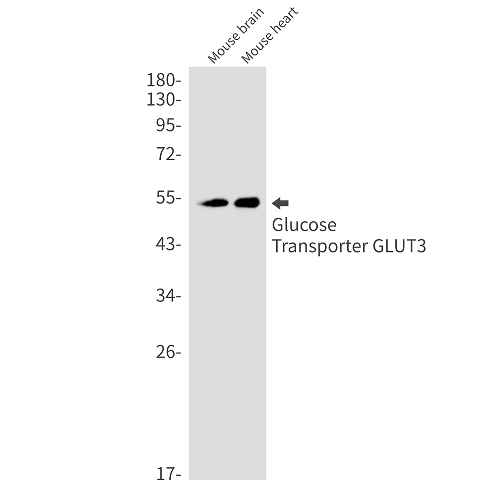Rabbit Monoclonal Antibody to Glucose Transporter GLUT3
