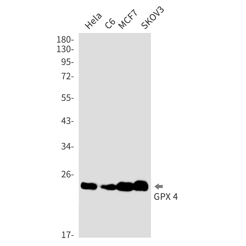 Rabbit Monoclonal Antibody to Glutathione Peroxidase 4
