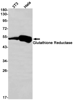 Rabbit Monoclonal Antibody to Glutathione Reductase