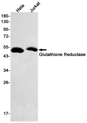 Rabbit Monoclonal Antibody to Glutathione Reductase