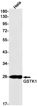 Rabbit Monoclonal Antibody to GSTK1