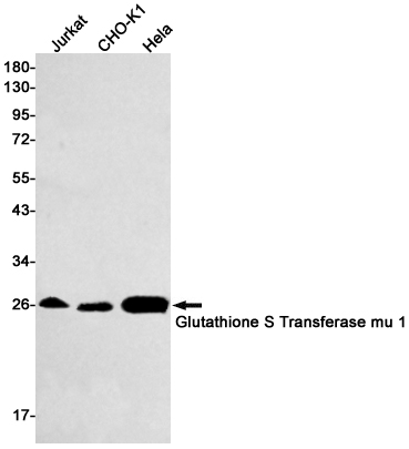 Rabbit Monoclonal Antibody to Glutathione S Transferase mu 1