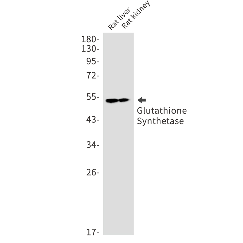 Rabbit Monoclonal Antibody to Glutathione Synthetase