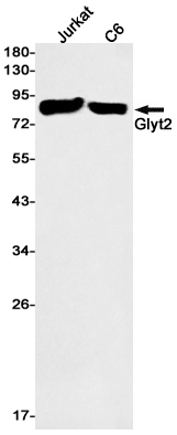 Rabbit Monoclonal Antibody to GlyT2