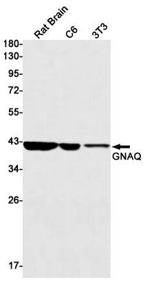 Rabbit Monoclonal Antibody to GNAQ