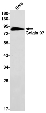 Rabbit Monoclonal Antibody to GOLGA1