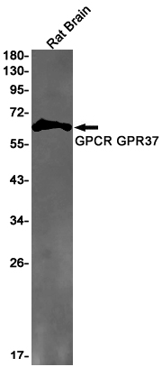 Rabbit Monoclonal Antibody to GPR37