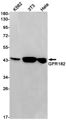 Rabbit Monoclonal Antibody to GPR182