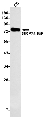 Rabbit Monoclonal Antibody to GRP78 BiP