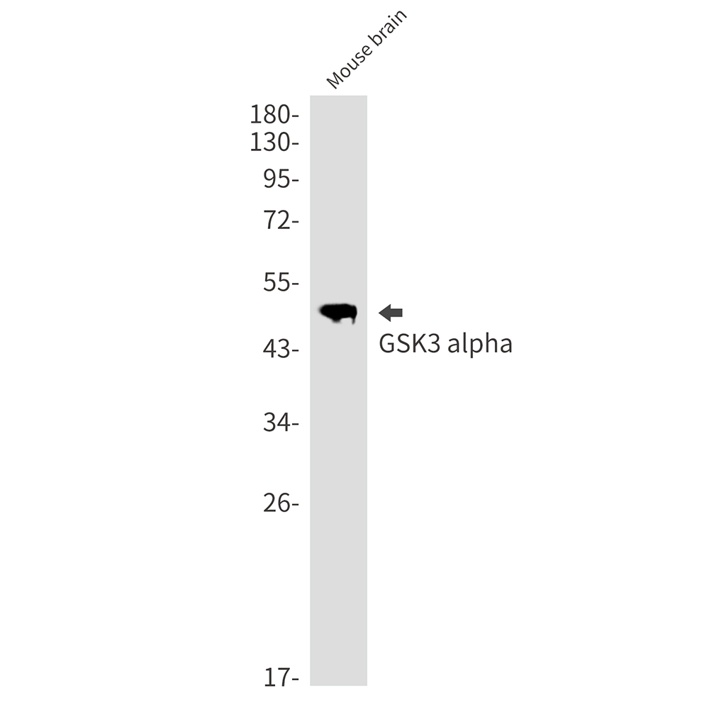 Rabbit Monoclonal Antibody to GSK3 alpha