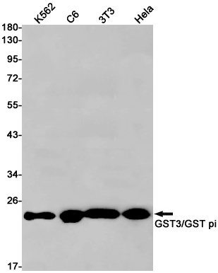Rabbit Monoclonal Antibody to GST3