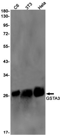 Rabbit Monoclonal Antibody to GSTA3