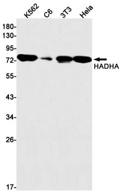 Rabbit Monoclonal Antibody to HADHA