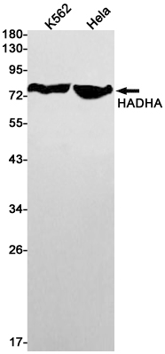 Rabbit Monoclonal Antibody to HADHA