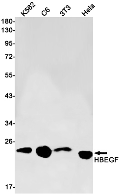 Rabbit Monoclonal Antibody to HBEGF