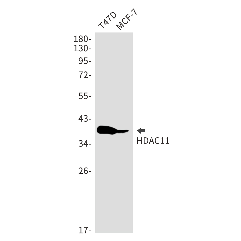 Rabbit Monoclonal Antibody to HDAC11