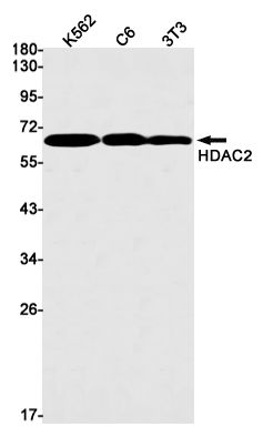 Rabbit Monoclonal Antibody to HDAC2