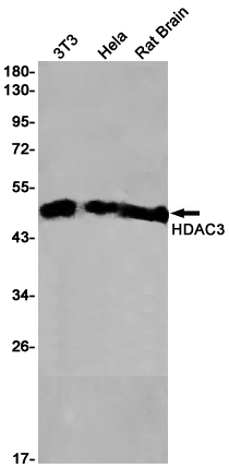 Rabbit Monoclonal Antibody to HDAC3