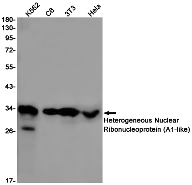 Rabbit Monoclonal Antibody to HNRNPA1L2