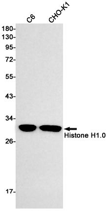 Rabbit Monoclonal Antibody to Histone H1.0