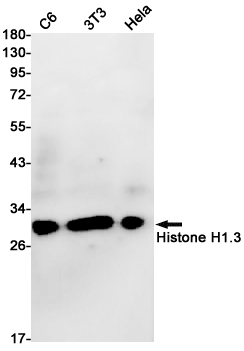 Rabbit Monoclonal Antibody to Histone H1.3