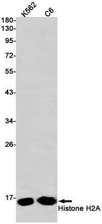 Rabbit Monoclonal Antibody to Histone H2A