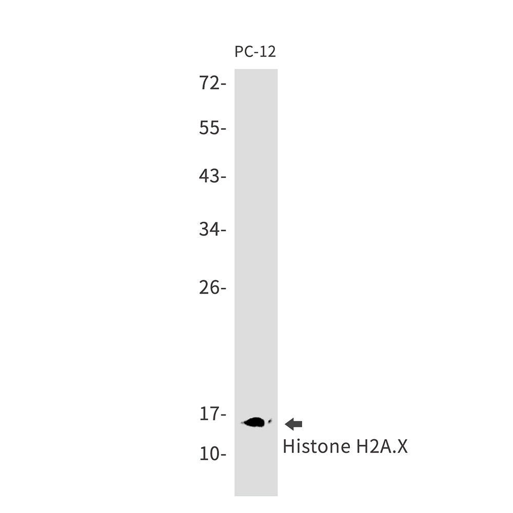 Rabbit Monoclonal Antibody to Histone H2A.X