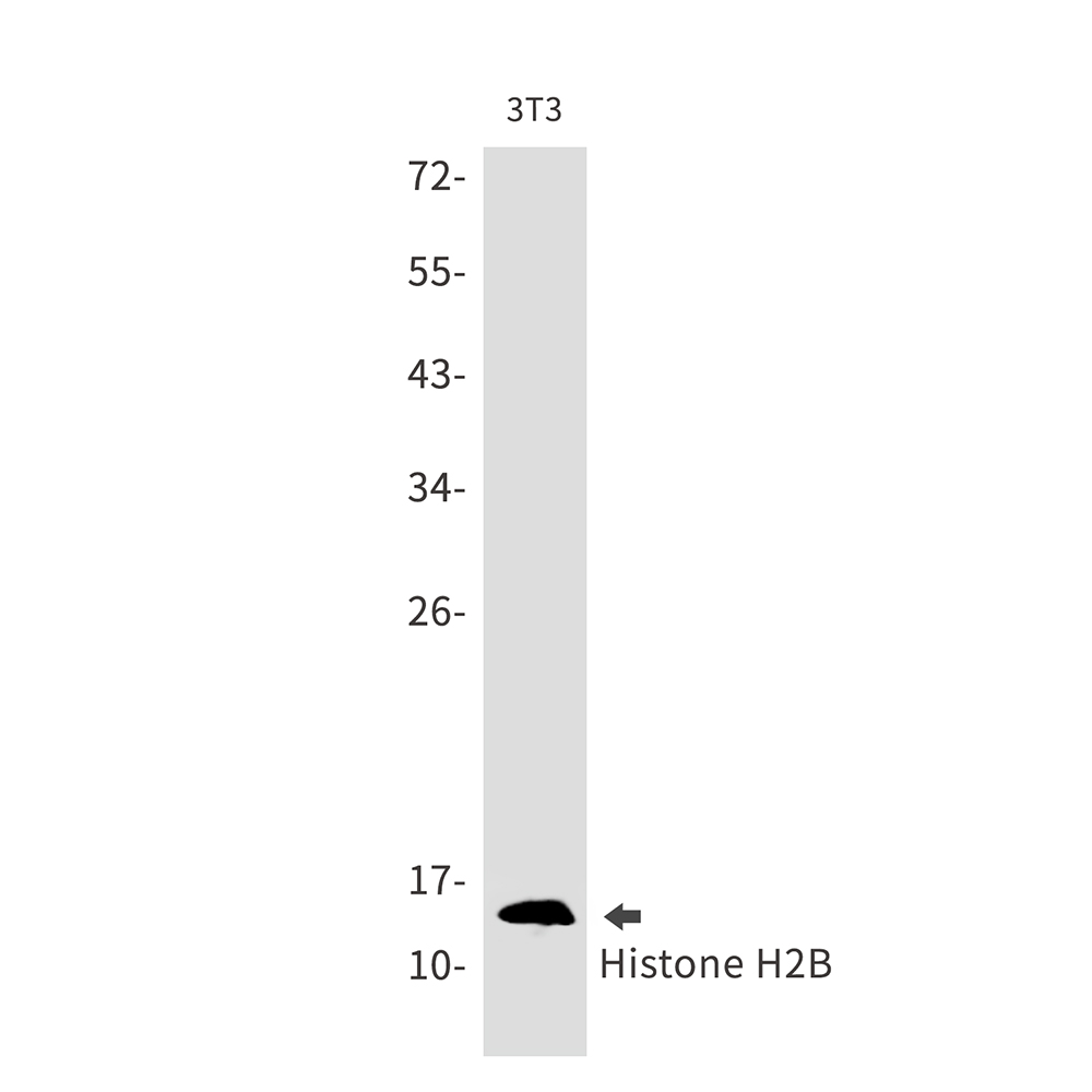 Rabbit Monoclonal Antibody to Histone H2B