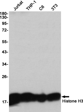 Rabbit Monoclonal Antibody to Histone H3
