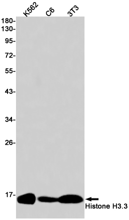 Rabbit Monoclonal Antibody to Histone H3.3