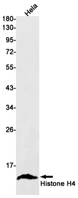 Rabbit Monoclonal Antibody to Histone H4